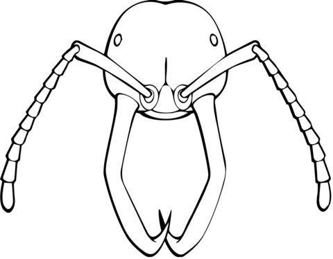 Army Ant Soldier Coloring Page